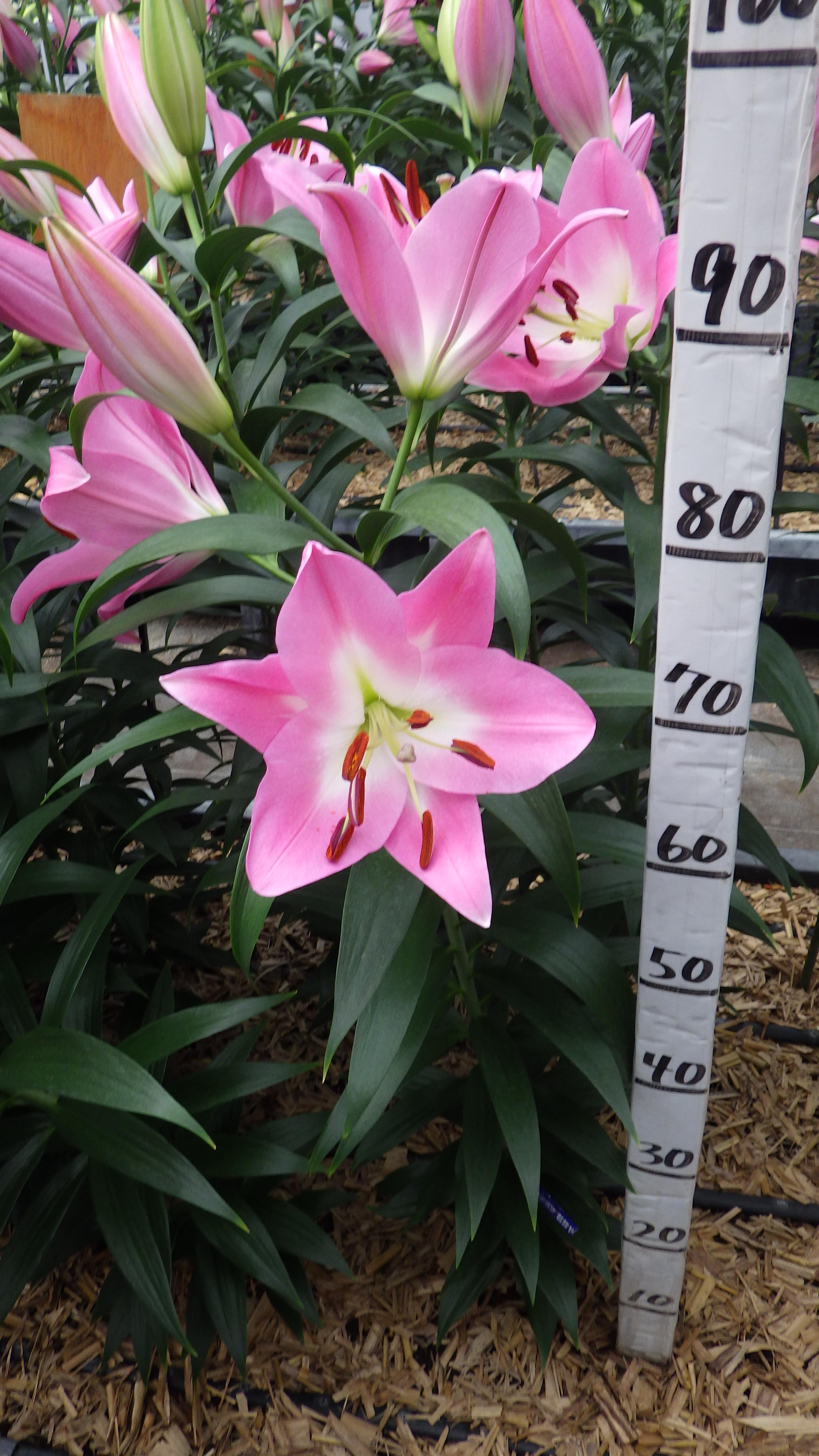 ニュージャージー